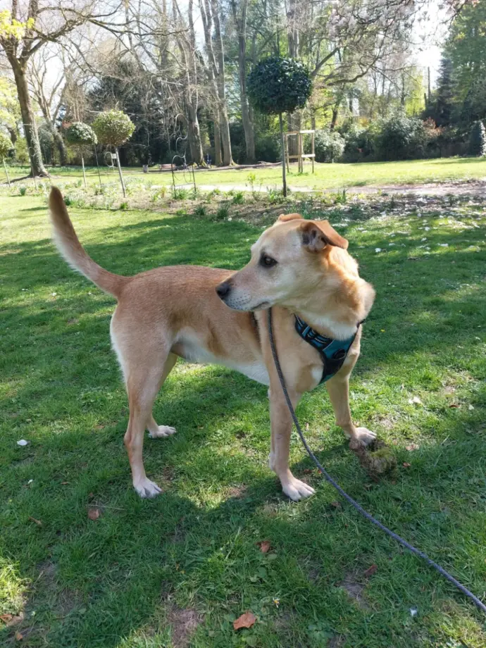 Chien en laisse pendant une promenade dans un parc à Marly