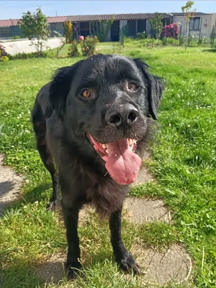 Chien noir souriant dans un jardin ensoleillé pendant une visite à domicile