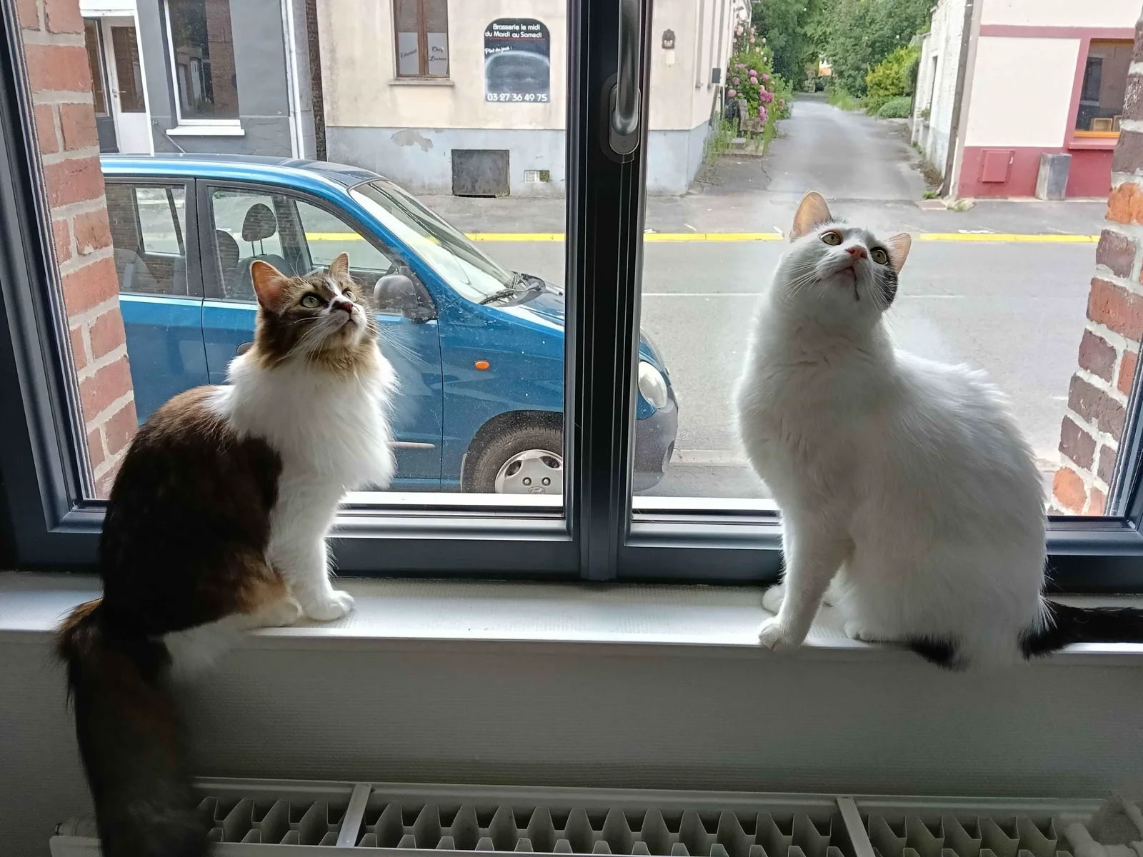 Deux chats installés sur le rebord d'une fenêtre pendant une visite à domicile