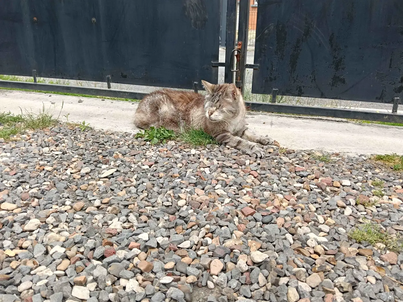 Chat tigré allongé au soleil devant un portail