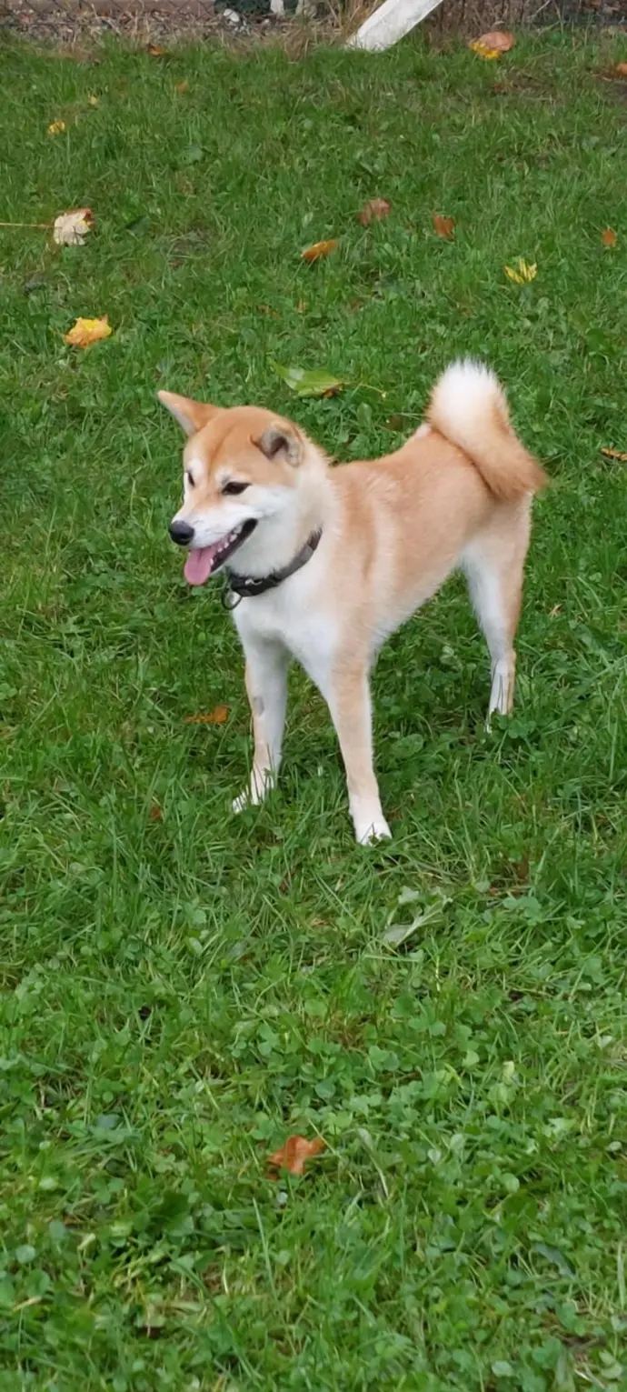 Shiba Inu souriant dans un jardin en automne