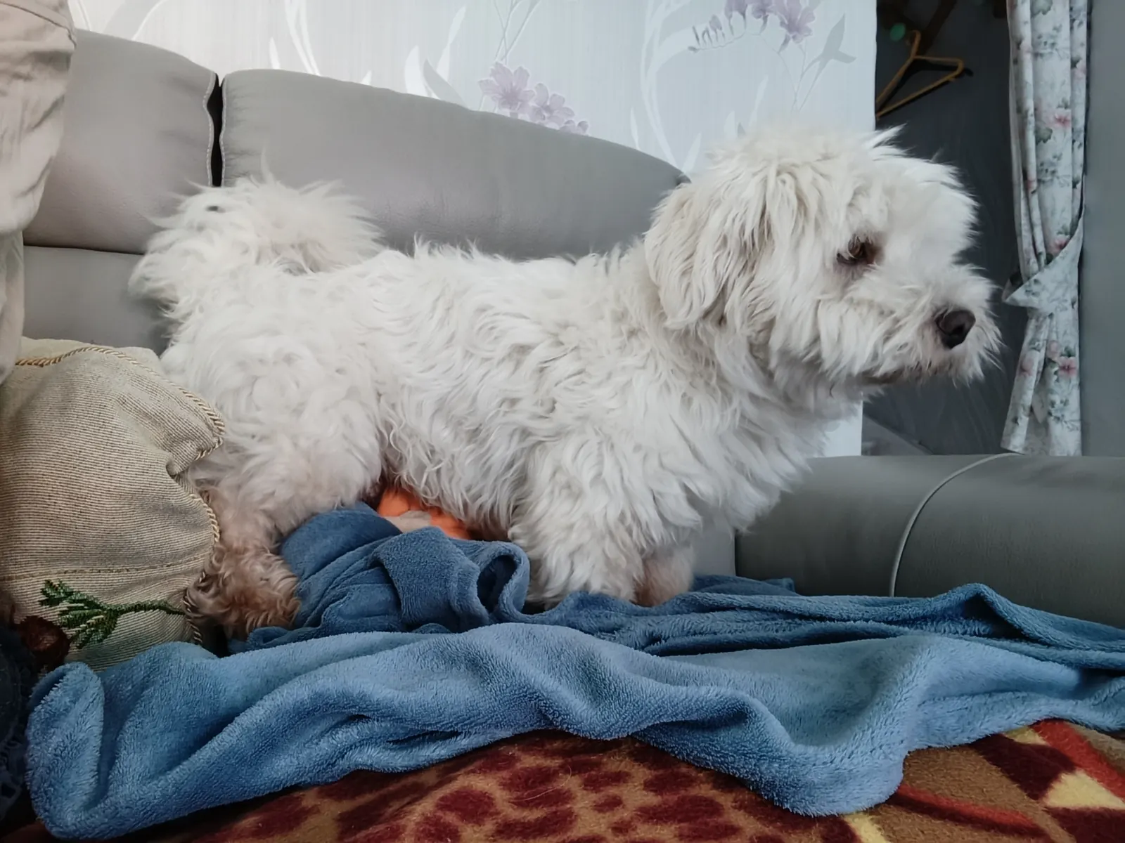 Petit chien blanc à poils longs sur le canapé, au chaud dans son plaid
