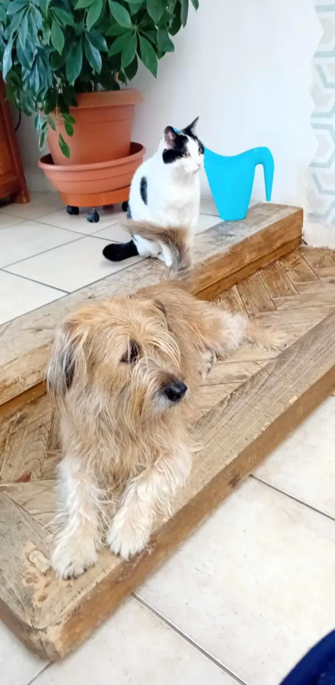 Chat et petit chien complices lors d'une visite à domicile