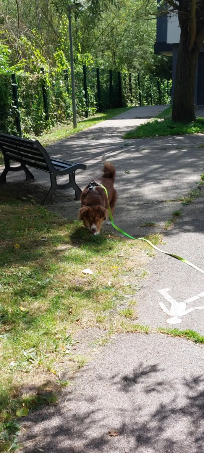 Chien en promenade sur un chemin ombragé