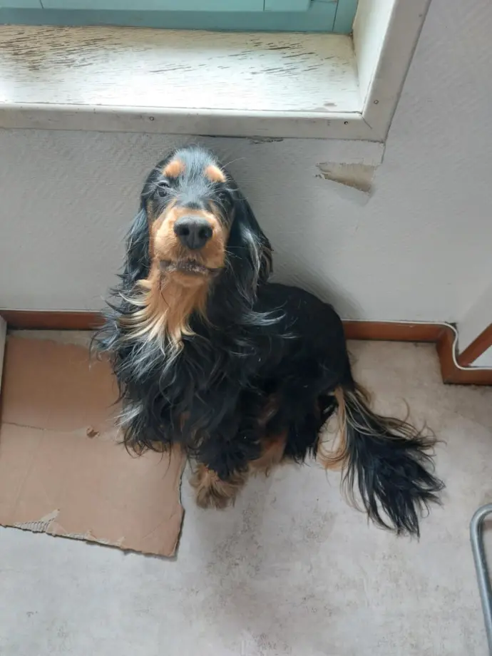 Cocker anglais attentif lors d'une visite à domicile