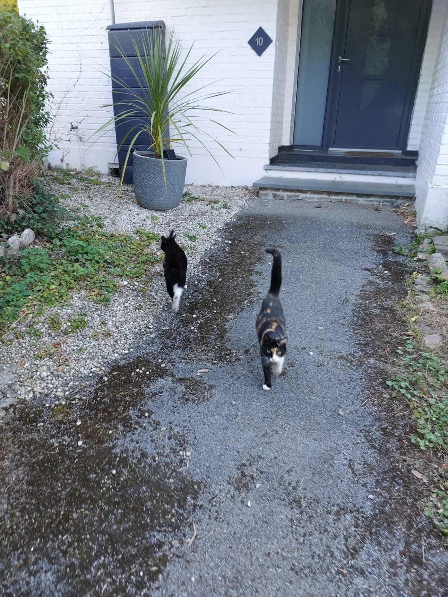 Deux chats en promenade devant une maison à Marly