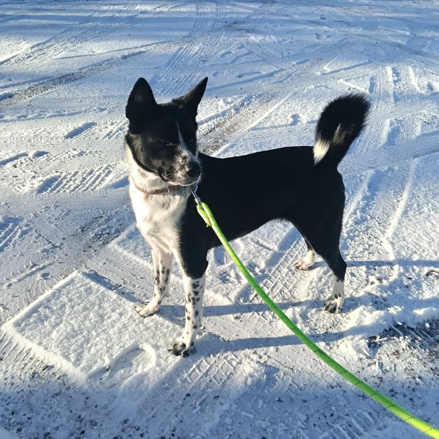 Chien noir et blanc en promenade hivernale dans la neige